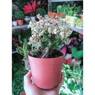 Cành Vàng Lá Ngọc Thân Cổ Thụ
