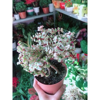 Cành Vàng Lá Ngọc Thân Cổ Thụ