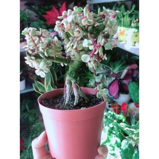 Cành Vàng Lá Ngọc Thân Cổ Thụ