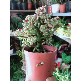 Cành Vàng Lá Ngọc Thân Cổ Thụ