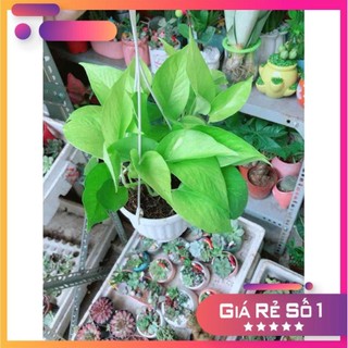 Chậu Trầu Bà Thái Vàng Ưa Thích