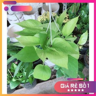 Chậu Trầu Bà Thái Vàng Ưa Thích