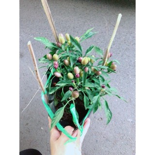 Cây Ớt Kiểng Màu Tím