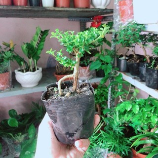 Sam Hương Bonsai Mini