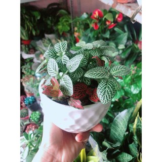 Chậu Cây Cẩm Nhung (lá may mắn)