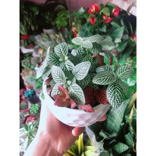 Chậu Cây Cẩm Nhung (lá may mắn)