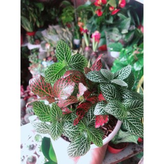 Chậu Cây Cẩm Nhung (lá may mắn)