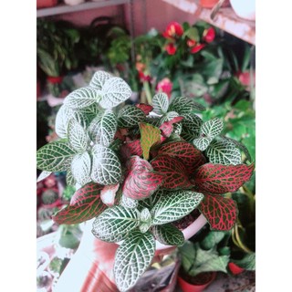 Chậu Cây Cẩm Nhung (lá may mắn)