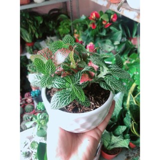 Chậu Cây Cẩm Nhung (lá may mắn)