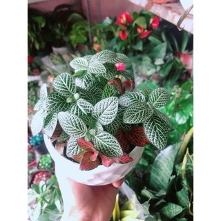 Chậu Cây Cẩm Nhung (lá may mắn)