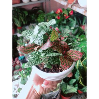 Chậu Cây Cẩm Nhung (lá may mắn)