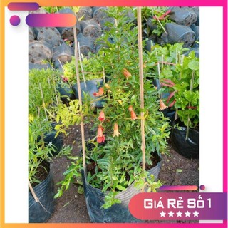 Cây Lựu Size Lớn Ưa Thích