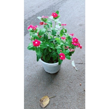Chậu Hoa Dừa Cạn (đỏ,trắng,hồng đậm,hồng nhạt)