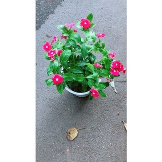 Chậu Hoa Dừa Cạn (đỏ,trắng,hồng đậm,hồng nhạt)