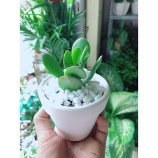 Chậu Cây Sen Ngọc Bích Mini