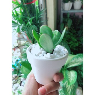 Chậu Cây Sen Ngọc Bích Mini