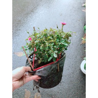 Hoa Hồng Tiểu Muội