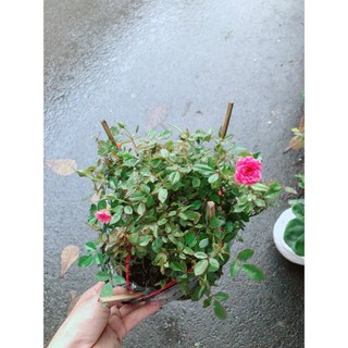 Hoa Hồng Tiểu Muội