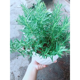 Chậu cây hương thảo (Có chậu sứ)