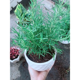 Chậu cây hương thảo (Có chậu sứ)