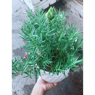 Chậu cây hương thảo (Có chậu sứ)