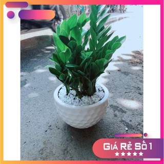 Chậu Kim Tiền Ưa Thích