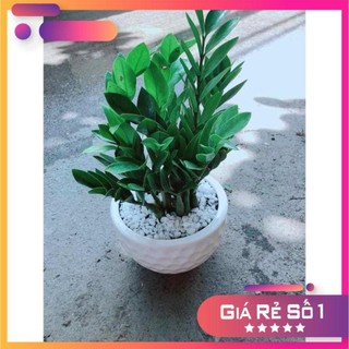 Chậu Kim Tiền Ưa Thích