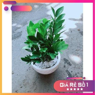 Chậu Kim Tiền Ưa Thích