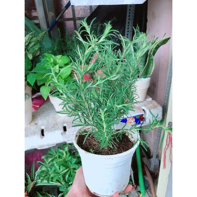 Cây Hương thảo