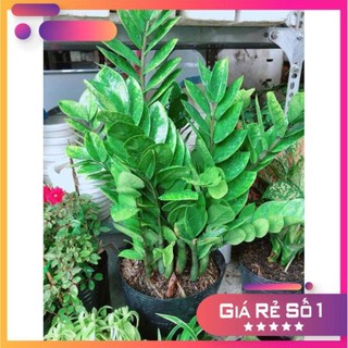 Kim tiền size đại Ưa Thích