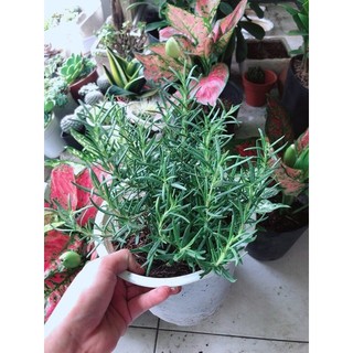 Cây Hương thảo