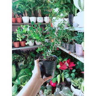 Cây Linh Sam Núi