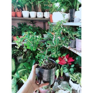 Cây Linh Sam Núi