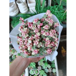 Sen Đá Đô La Hồng Trắng