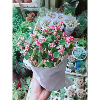 Đô La Hồng Lá Xanh