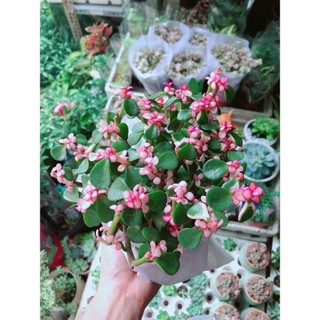 Đô La Hồng Lá Xanh