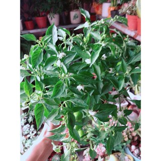 Cây Ớt Kiểng