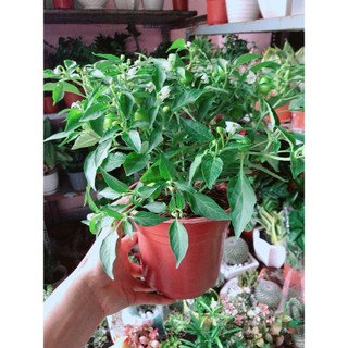 Cây Ớt Kiểng