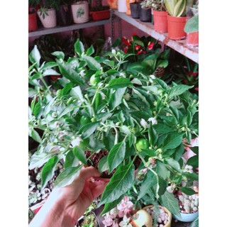 Cây Ớt Kiểng