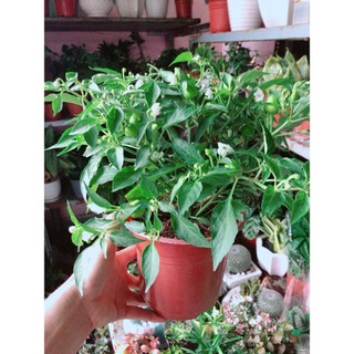 Cây Ớt Kiểng