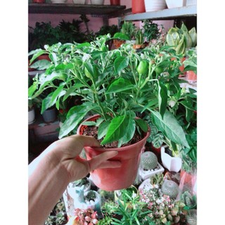 Cây Ớt Kiểng