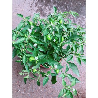Cây Ớt Kiểng