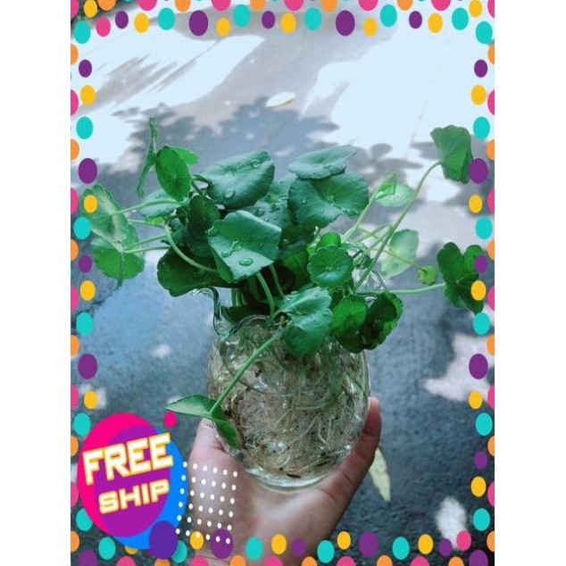 Chậu Cỏ Đồng Tiền Thuỷ Sinh