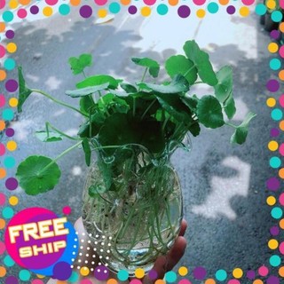 Chậu Cỏ Đồng Tiền Thuỷ Sinh