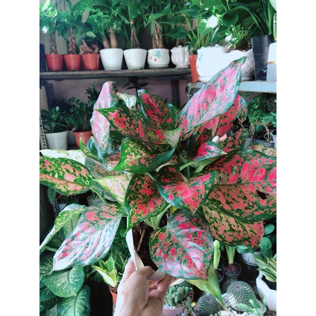 Cây Vạn Lộc