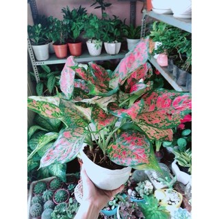 Cây Vạn Lộc