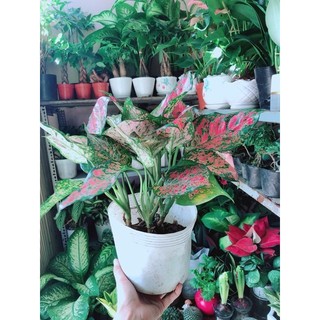 Cây Vạn Lộc