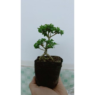 Cây Sam Hương Bonsai Mini