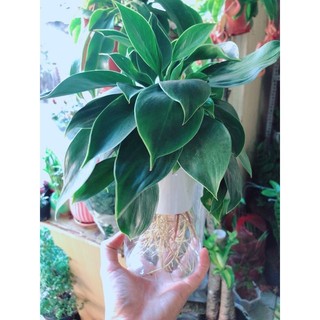 Chậu Trầu Bà Đế Vương Thuỷ Sinh