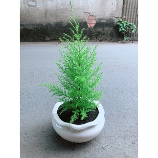 Chậu Cây Tùng Thơm